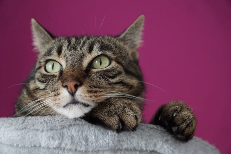 chat qui attaque les jambes
