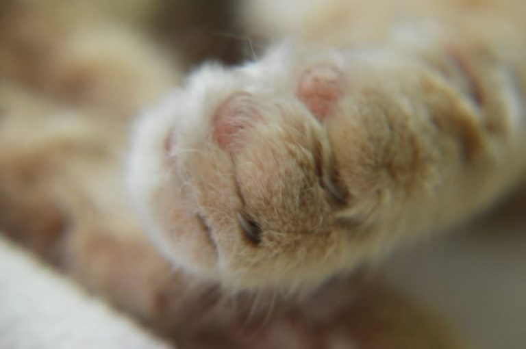 Chat qui a un coussinet noir : Pourquoi et que faire ? Chat qui a un coussinet noir : Pourquoi et que faire ?