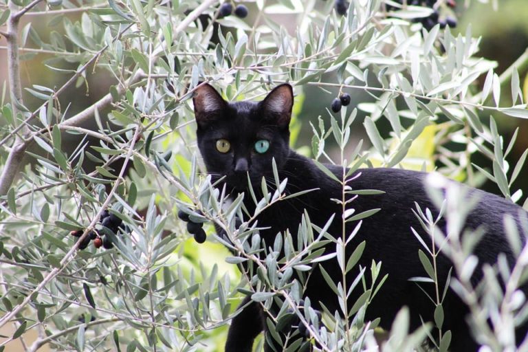 Pourquoi les chats aiment les olives ? Pourquoi les chats aiment les olives ?
