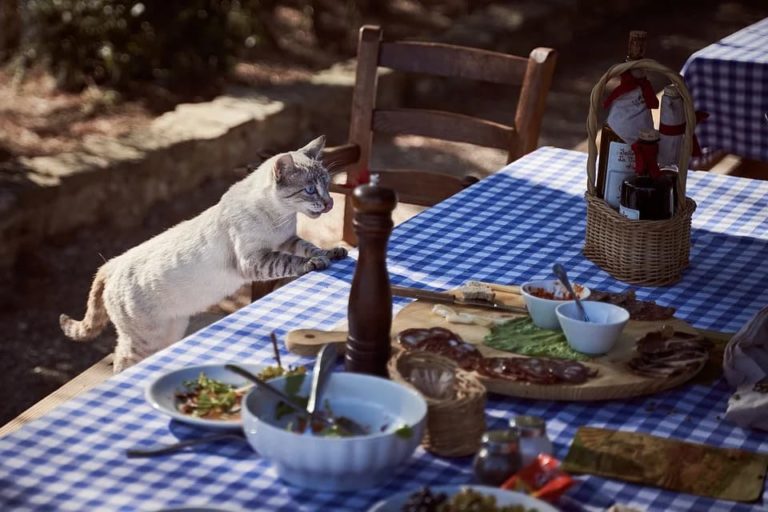 chat qui grimpe sur la table