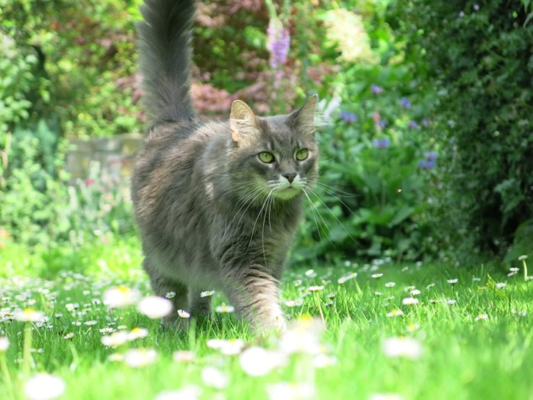 chat qui part loin
