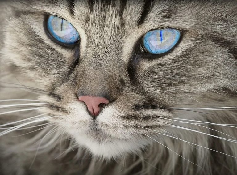 Pourquoi mon chat me fixe du regard ?