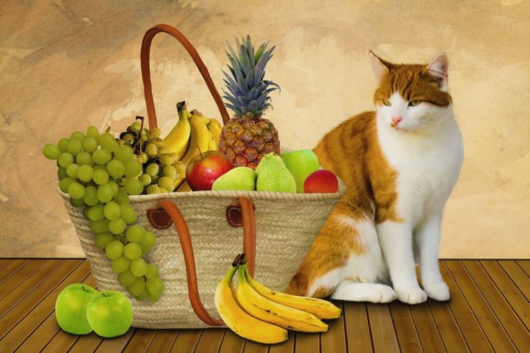 Comment nourrir un chat? Le guide de A à Z