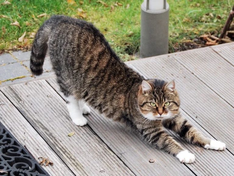 pourquoi chat s'étire