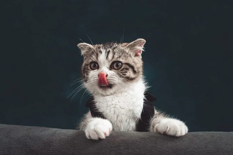 Pourquoi les chats se lèchent entre eux ?