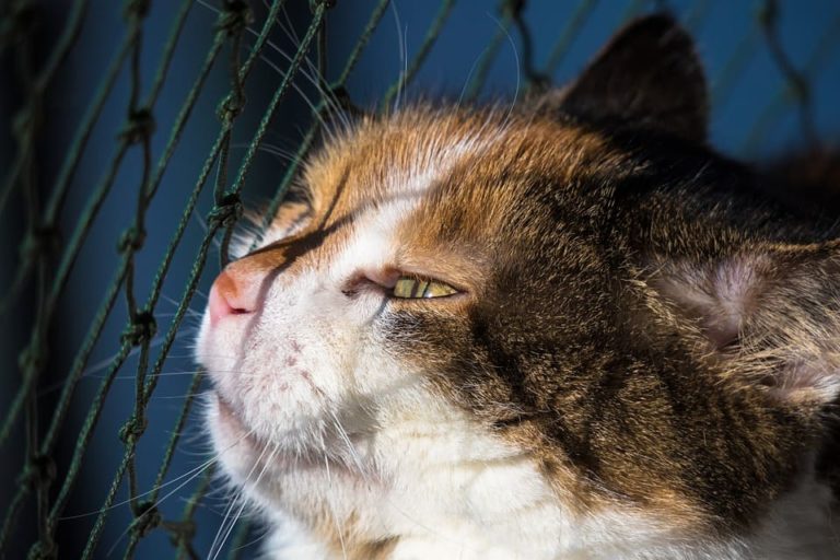 Protéger son chat: Le guide de A à Z Protéger son chat: Le guide de A à Z