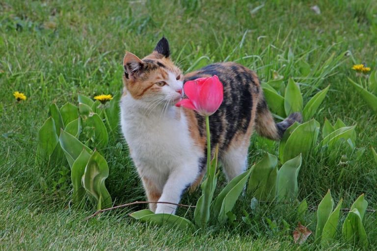odeurs que les chats détestent