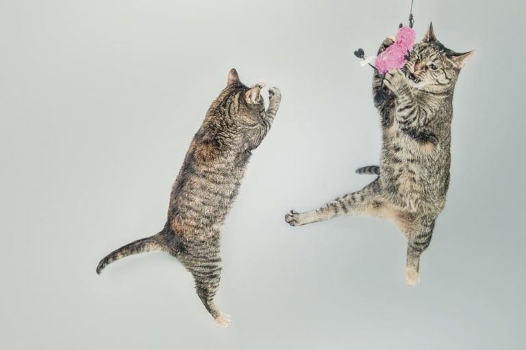 Comment dresser un chat ?