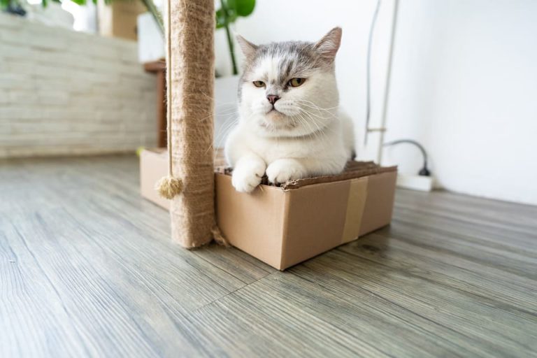 Mon chat boite mais je ne vois rien : Pourquoi et que faire ?