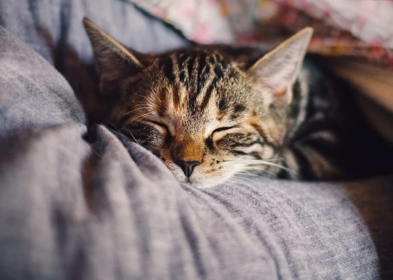 Mon chat ne mange plus et vomit et dort beaucoup : Pourquoi et que faire ?