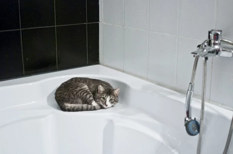 Mon chat fait pipi sur le tapis de la salle de bain : Pourquoi et que faire ? Mon chat fait pipi sur le tapis de la salle de bain : Pourquoi et que faire ?