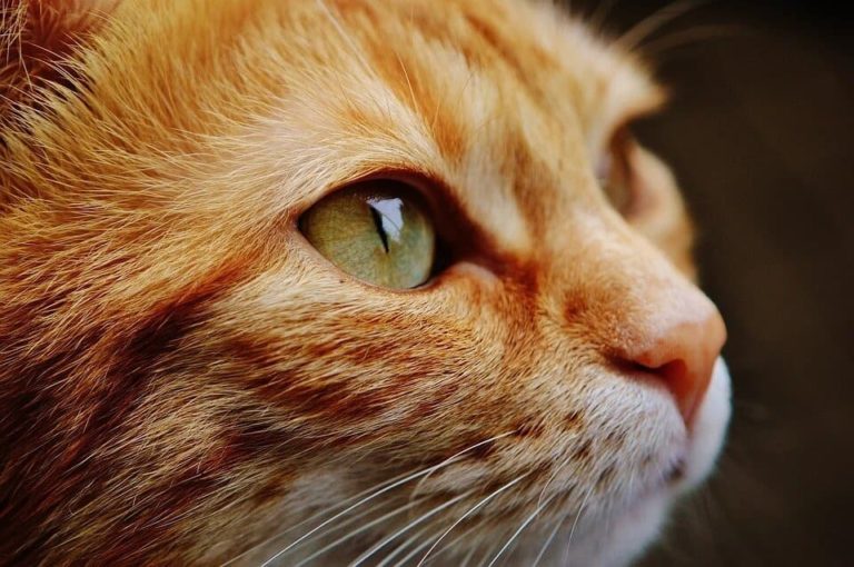 Chat qui a les yeux qui coulent jaune : Pourquoi et que faire ? Chat qui a les yeux qui coulent jaune : Pourquoi et que faire ?