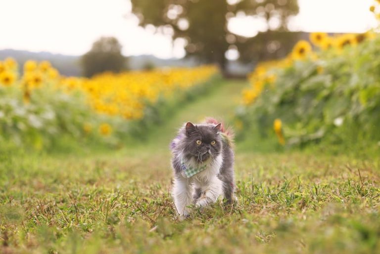 Comment empêcher le chat de sortir du jardin ? Comment empêcher le chat de sortir du jardin ?
