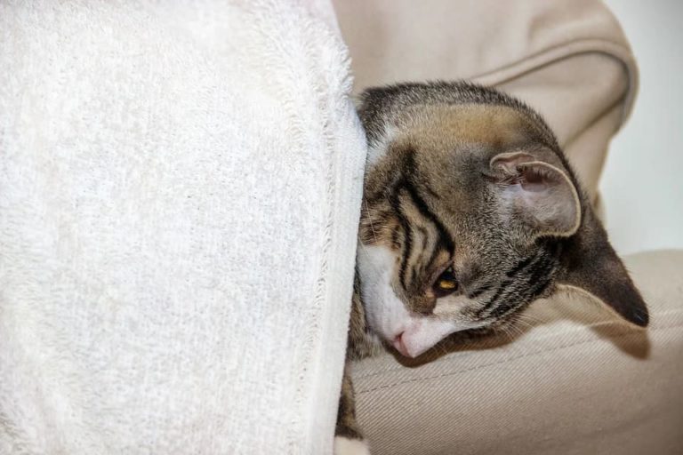 Mon chat ne boit plus et ne mange plus : Pourquoi et que faire ? Mon chat ne boit plus et ne mange plus : Pourquoi et que faire ?