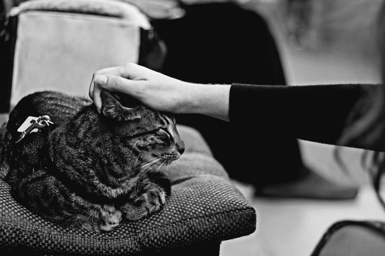 Chat qui se frotte au visage : Pourquoi et que faire ?