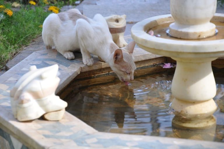Chat qui maigrit et boit beaucoup : Pourquoi et que faire ? Chat qui maigrit et boit beaucoup : Pourquoi et que faire ?