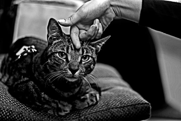 Chat qui se frotte contre moi : Pourquoi et que faire ?