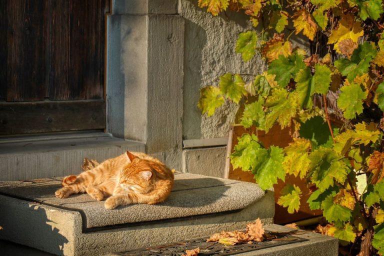 Chat qui respire vite à cause de la chaleur : Pourquoi et que faire ? Chat qui respire vite à cause de la chaleur : Pourquoi et que faire ?