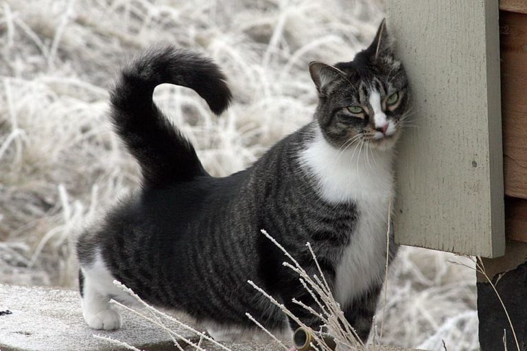 Chat qui se frotte par terre : Pourquoi et que faire ?
