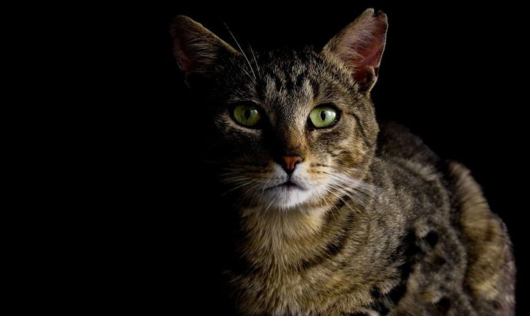 Laisser son chat dans le noir : Bonne ou mauvaise idée ?