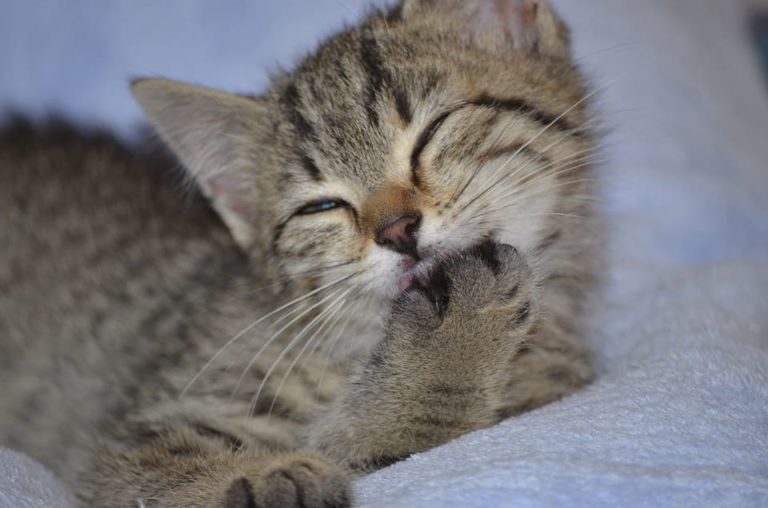 Comment laver un chat agressif ?