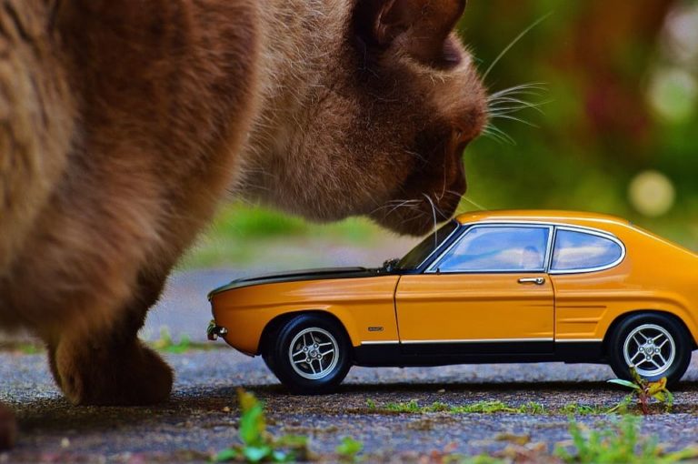 Chat qui bave en voiture : Pourquoi et que faire ?