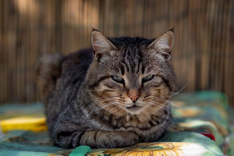 Comment rendre un chat adulte propre ?