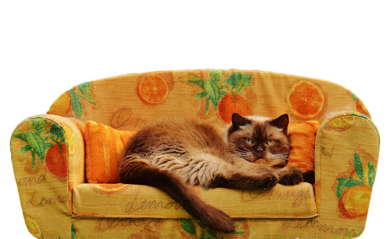 Comment empêcher le chat de monter sur le canapé ?
