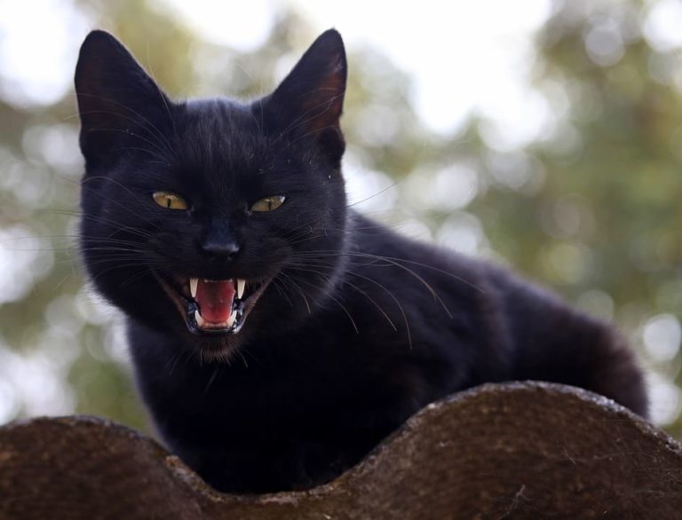 Chat qui a une dent qui sort : Pourquoi et que faire ?