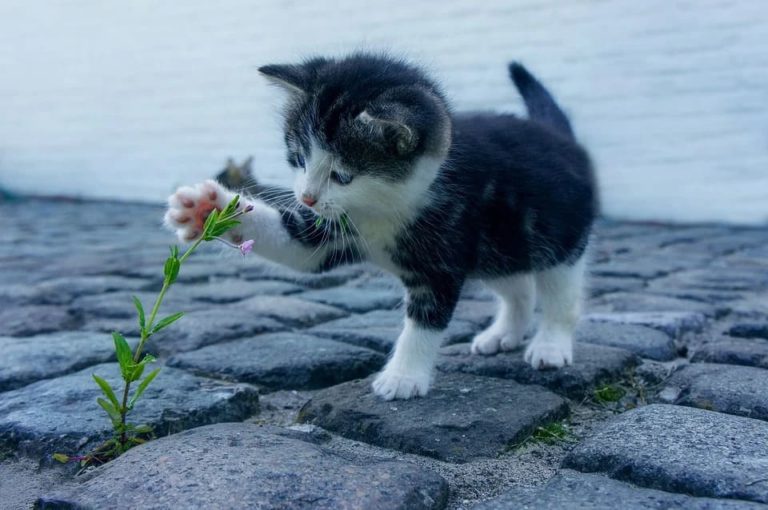 Comment empêcher le chat de griffer ?