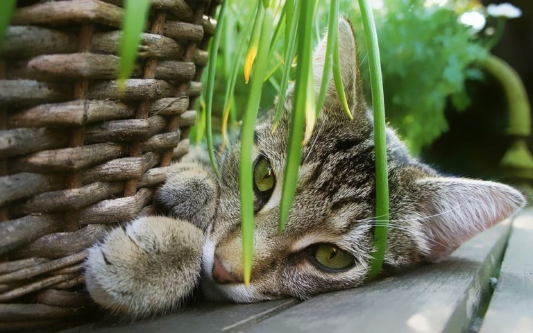 Comment empêcher le chat de manger les plantes ?