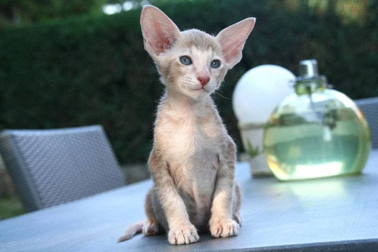 Chat qui maigrit et qui perd ses poils : Pourquoi et que faire ? Chat qui maigrit et qui perd ses poils : Pourquoi et que faire ?