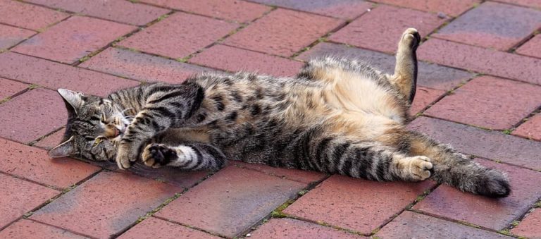Comment soigner un chat qui perd ses poils sur le ventre ? Comment soigner un chat qui perd ses poils sur le ventre ?