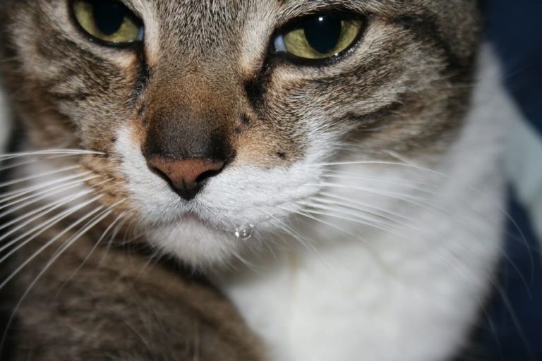 Chat qui a un œil qui coule marron : Pourquoi et que faire ? Chat qui a un œil qui coule marron : Pourquoi et que faire ?