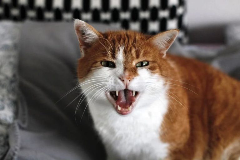 Chat qui grogne quand on le touche : Pourquoi et que faire ?