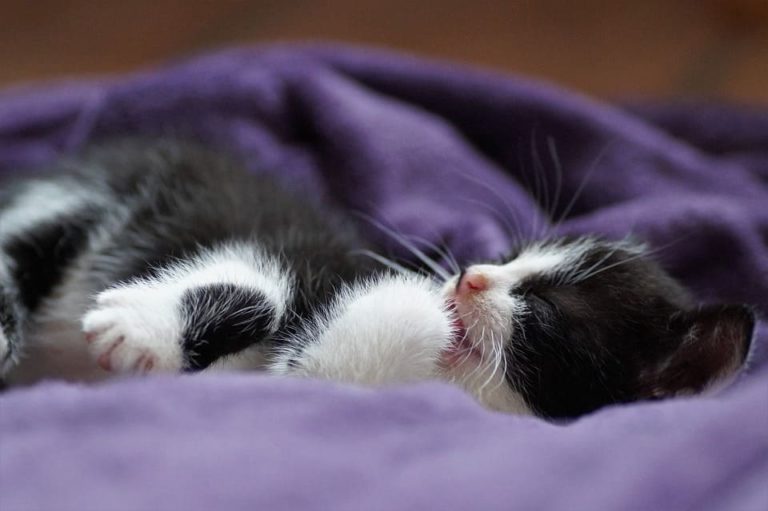 Chat qui respire vite en dormant : Pourquoi et que faire ? Chat qui respire vite en dormant : Pourquoi et que faire ?