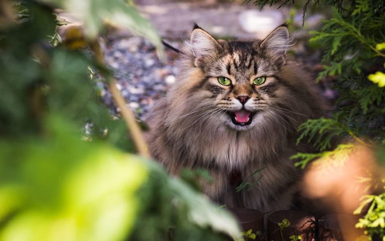 Chat qui se mordille : Pourquoi et que faire ? Chat qui se mordille : Pourquoi et que faire ?
