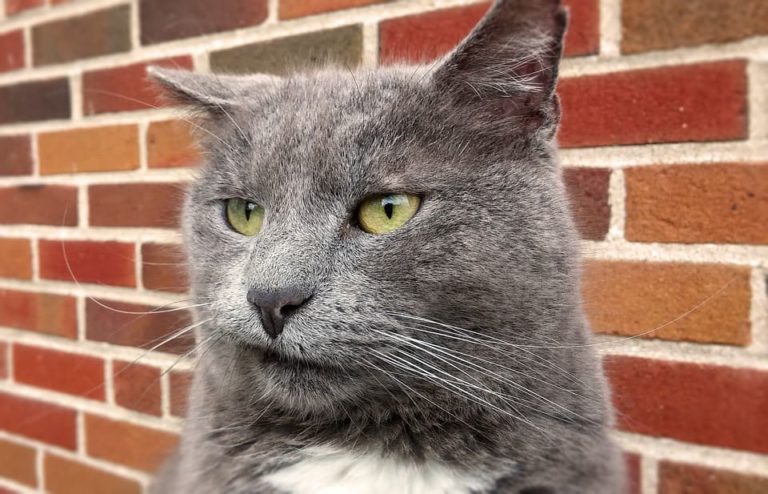 Chat stressé et déménagement : Que faire ?