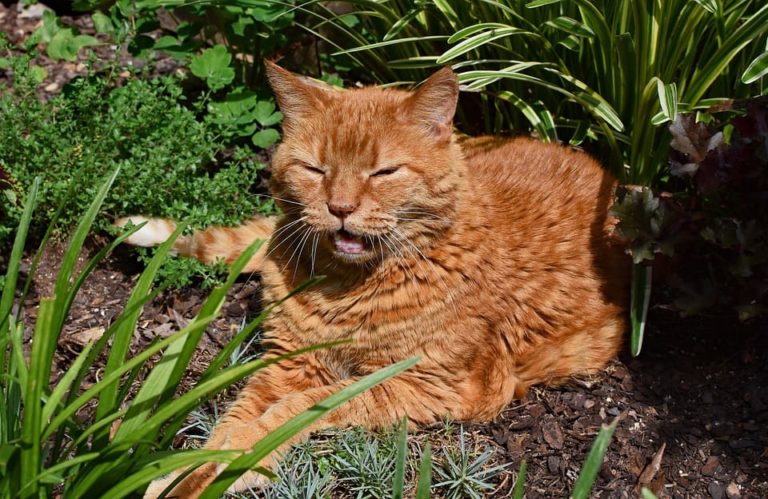 Chat âgé qui maigrit : Pourquoi et que faire ? Chat âgé qui maigrit : Pourquoi et que faire ?