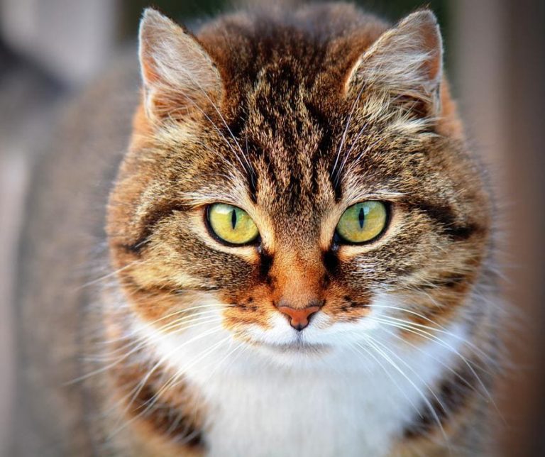 Acné du chat sur le menton : Pourquoi et que faire ?