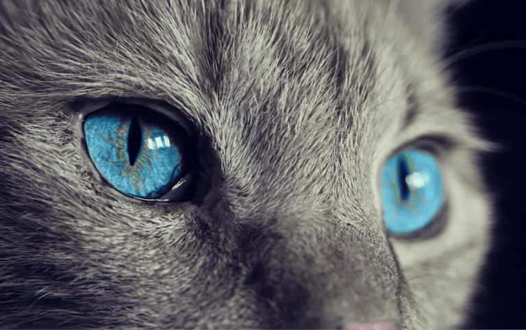 Chat qui a l’œil qui coule jaune : Pourquoi et que faire ? Chat qui a l’œil qui coule jaune : Pourquoi et que faire ?