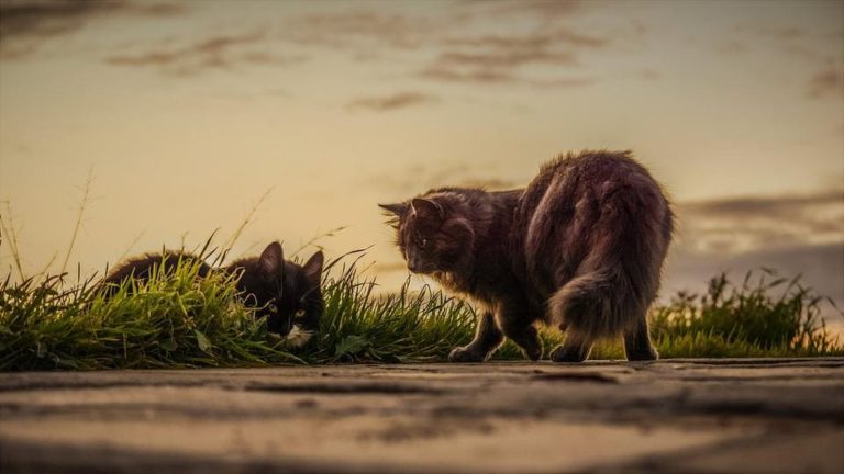 Chat qui maigrit de l’arrière train : Pourquoi et que faire ?