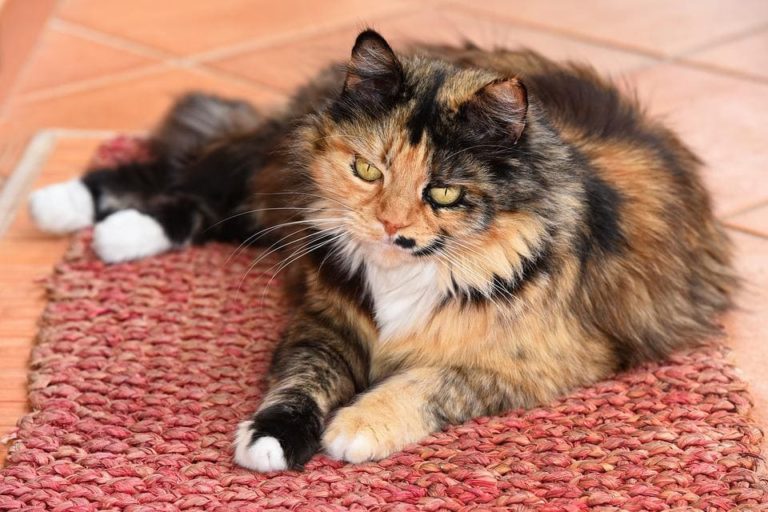 Mon chat s’arrache les poils avec les dents : Pourquoi et que faire ? Mon chat s’arrache les poils avec les dents : Pourquoi et que faire ?
