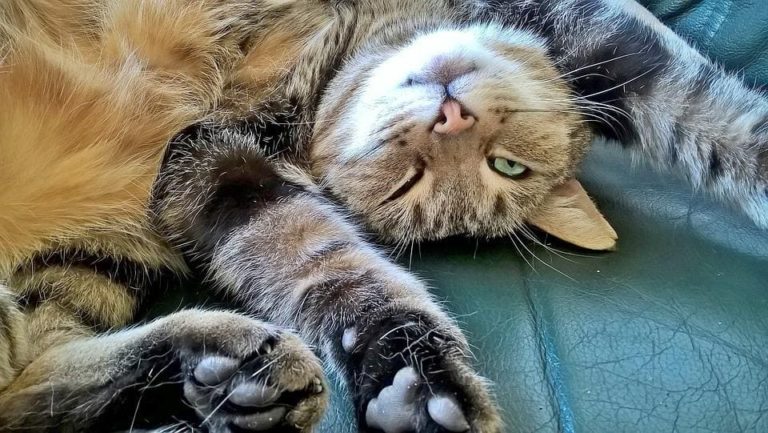 Mon chat s’arrache les poils du ventre : Pourquoi et que faire ?