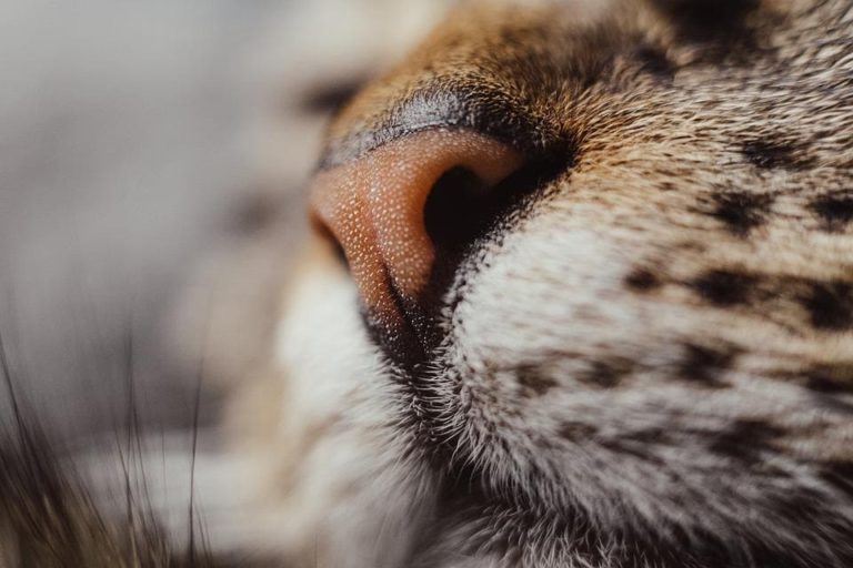 Chat qui a le nez qui coule quand il ronronne : Pourquoi et que faire ?