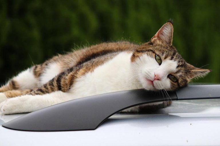 Chat qui halète en voiture : Pourquoi et que faire ?