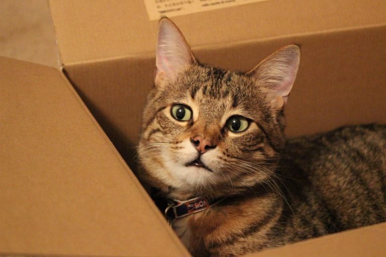 Mon chat mange du carton : Pourquoi et que faire ? Mon chat mange du carton : Pourquoi et que faire ?