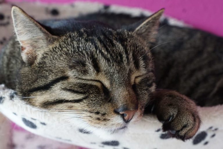 Chat qui ferme un œil : Pourquoi et que faire ? Chat qui ferme un œil : Pourquoi et que faire ?
