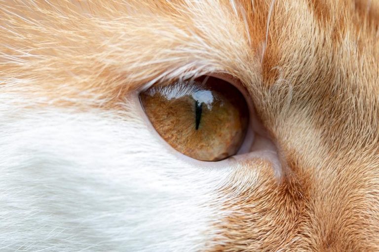 Chat qui a le contour de l’œil rouge : Pourquoi et que faire ?