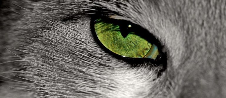 Chat qui a un œil rouge et qui coule : Pourquoi et que faire ? Chat qui a un œil rouge et qui coule : Pourquoi et que faire ?